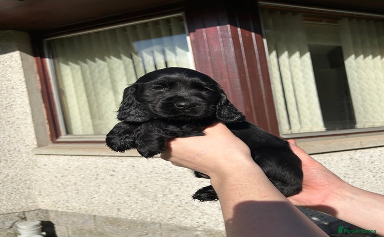 Cocker Spaniel dogs - Advert 1