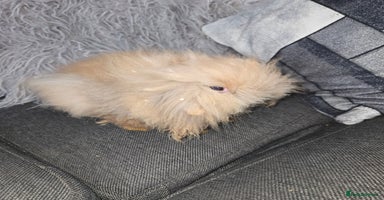 Mini Lion Lop rabbits - Advert 7