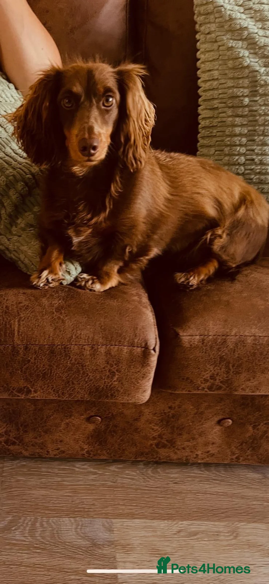 Dachshund dogs for sale: Miniature Dachshund puppies in Tamworth - Advert 1
