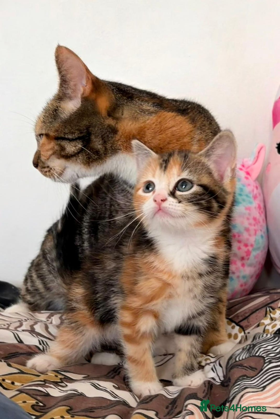 Mixed Breed cats for sale: Lovely kittens  - Advert 1