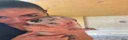 Great Dane dogs for sale: Great Danes puppies  in London - Advert 5