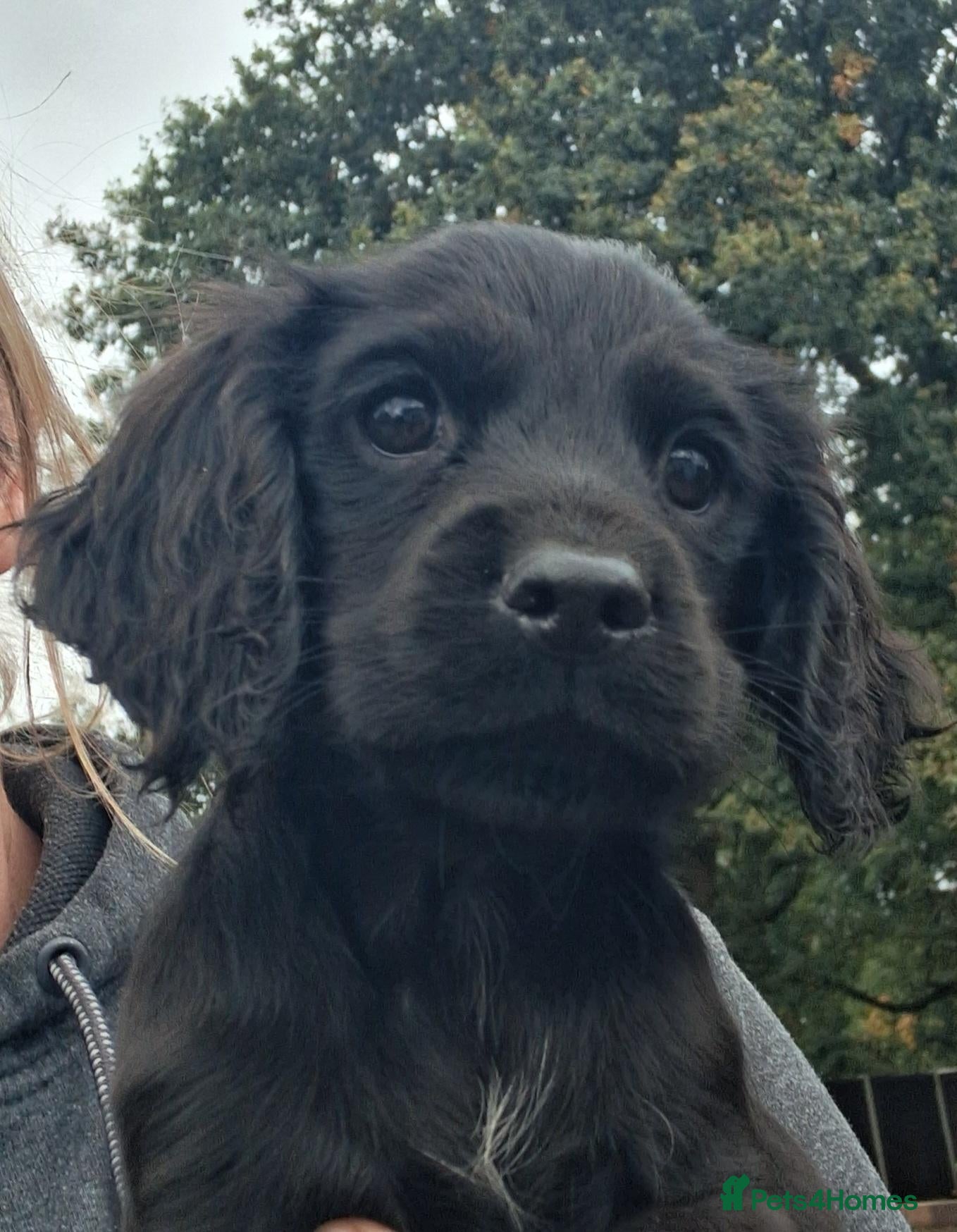 Cocker Spaniel dogs ***1 boy left***KC reg Working Cocker Puppies  - Advert 2