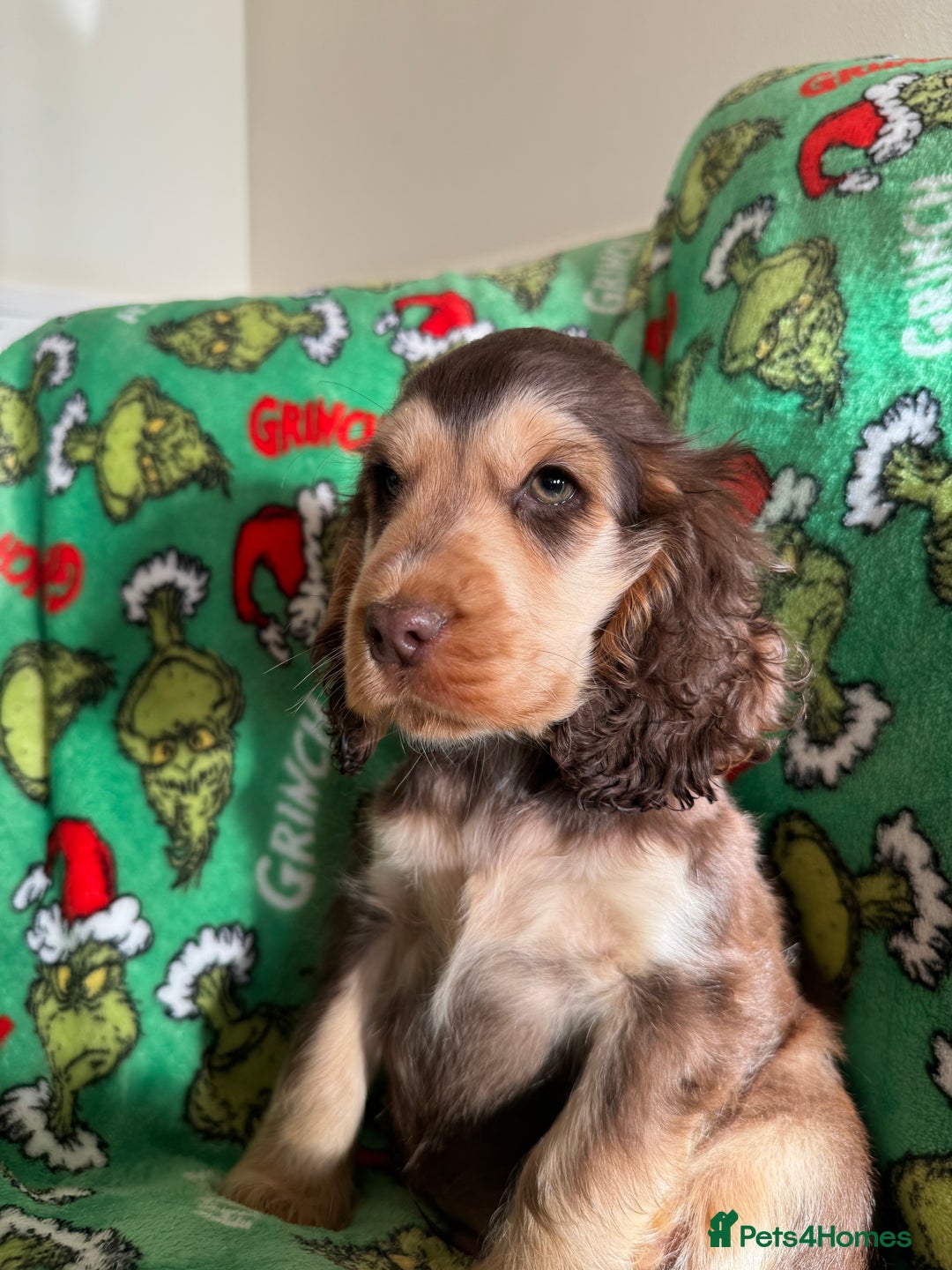 Cocker Spaniel dogs for sale: Show type boys   - Advert 8