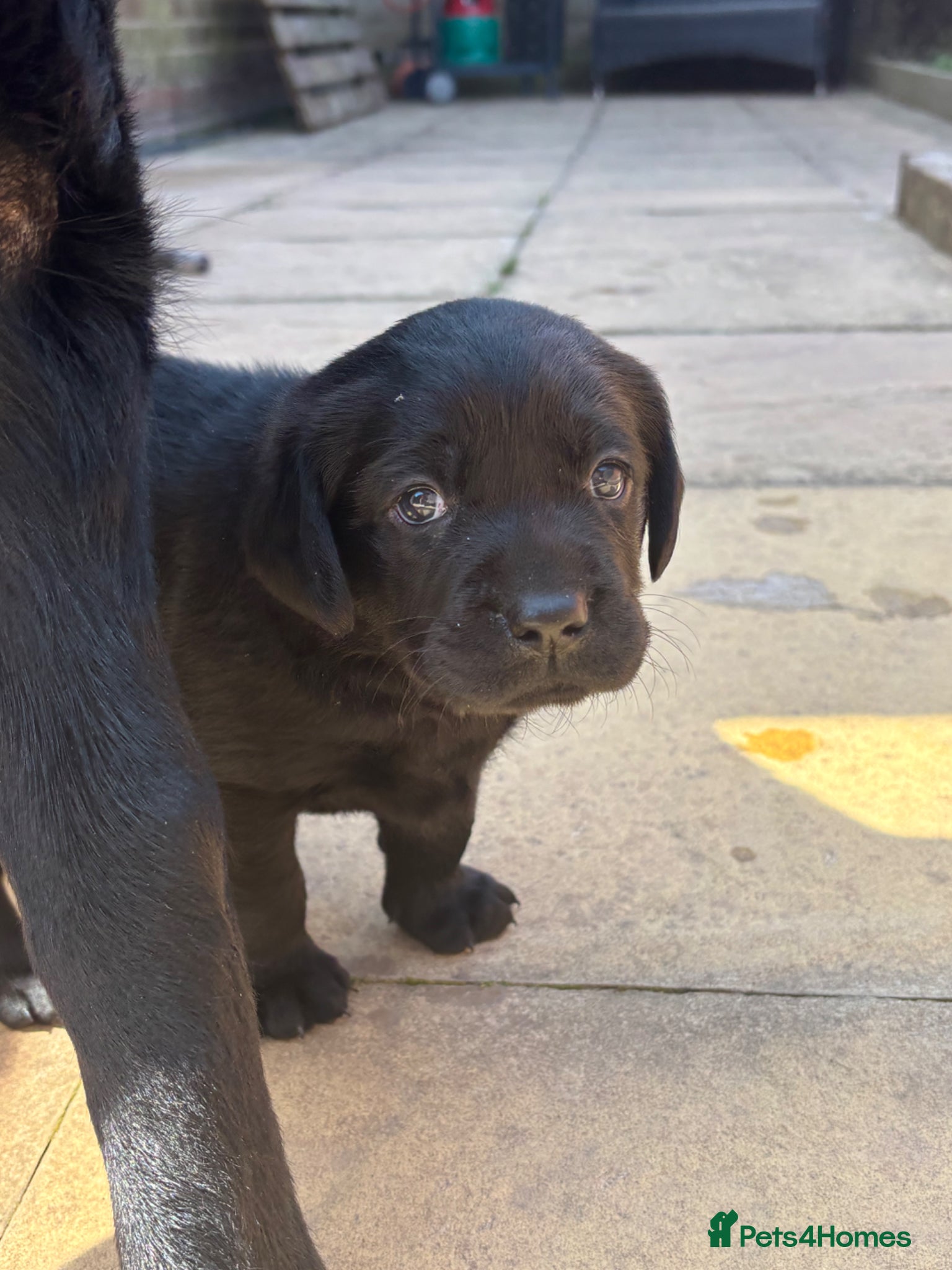 Labrador Retriever dogs Black Labrador puppies - Advert 9