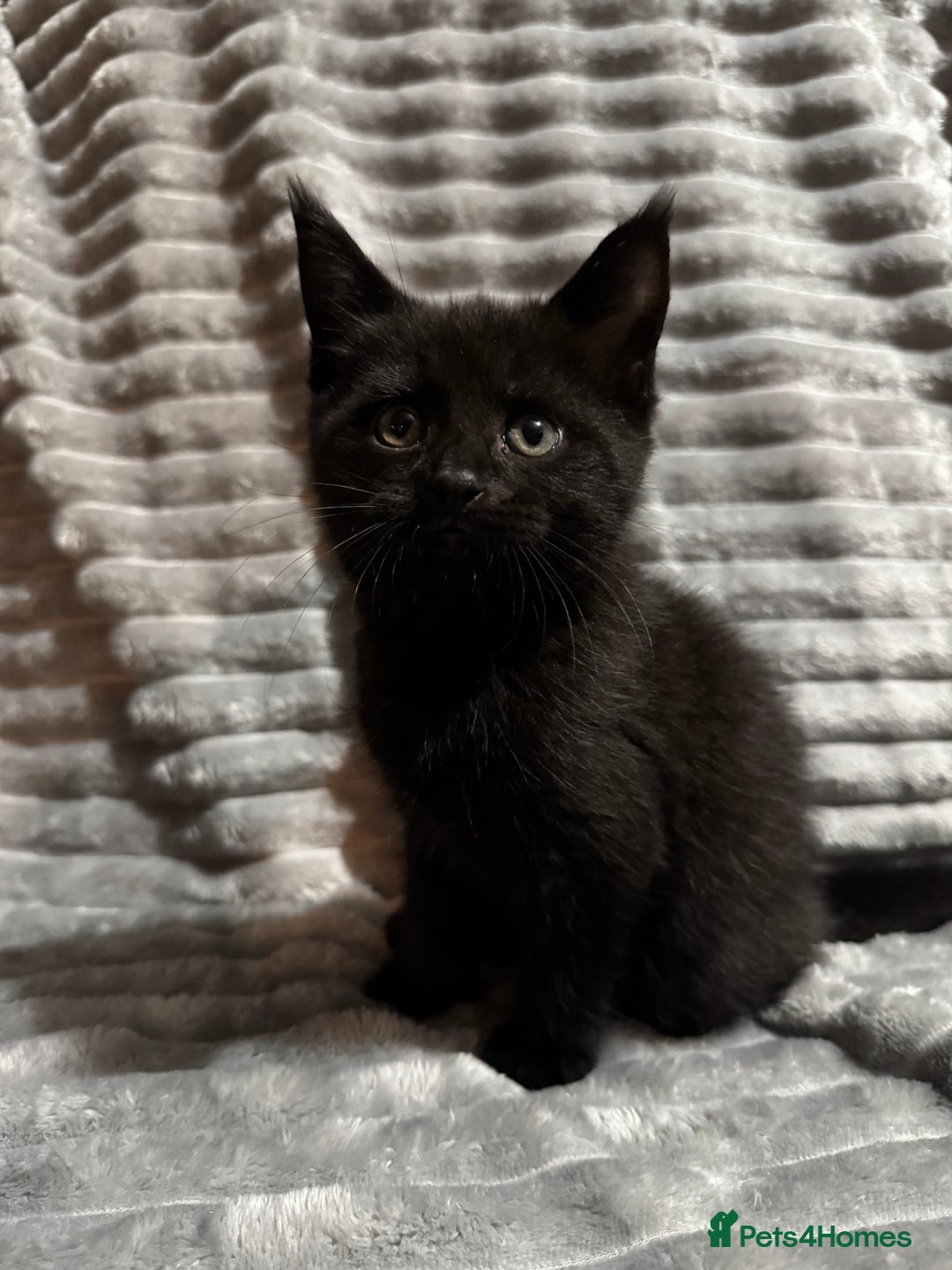 Mixed Breed cats for sale: British short hair cross Maine coon  - Advert 12