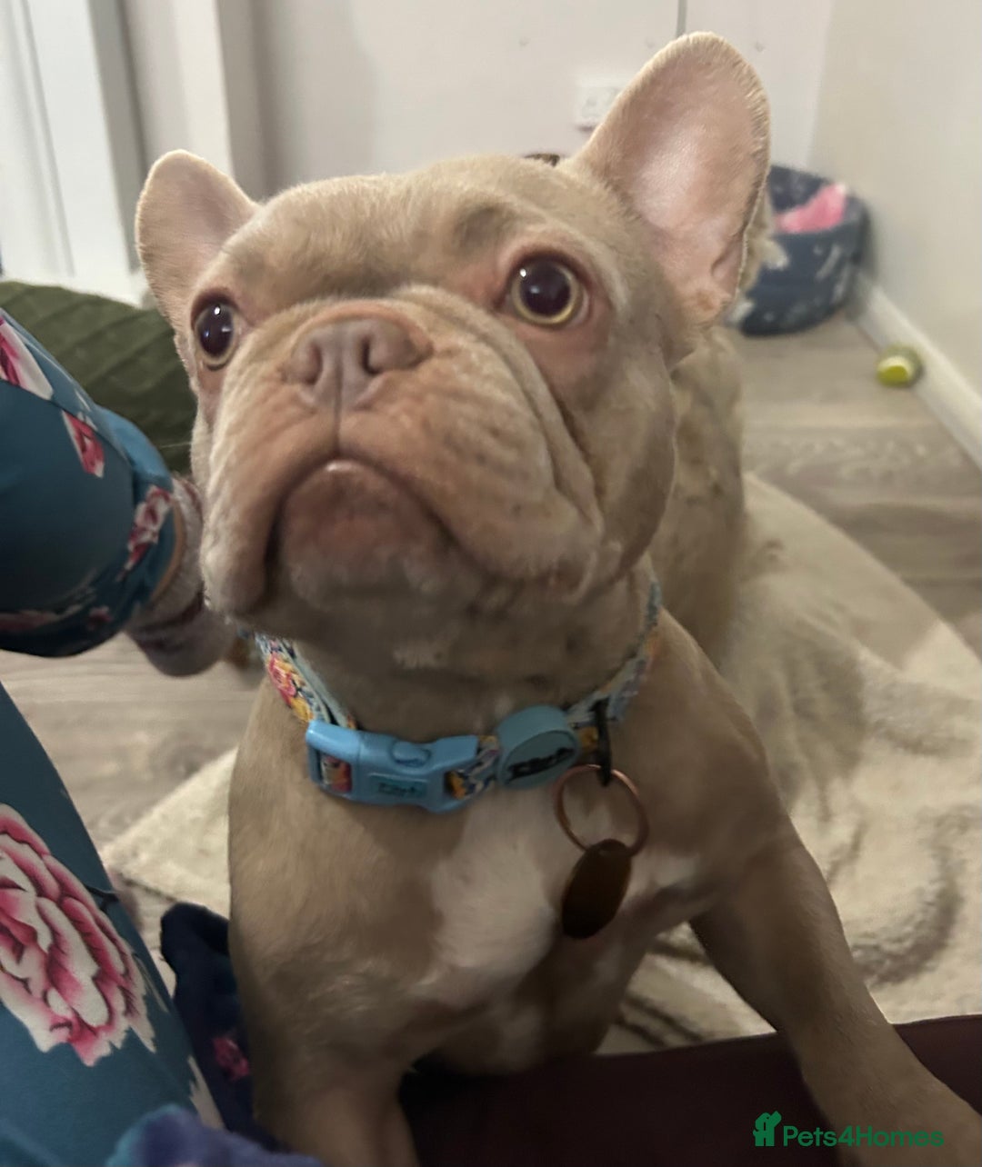 French Bulldog dogs for sale: Kc reg , PRADA tiny new shade Isabella frenchie  - Advert 13