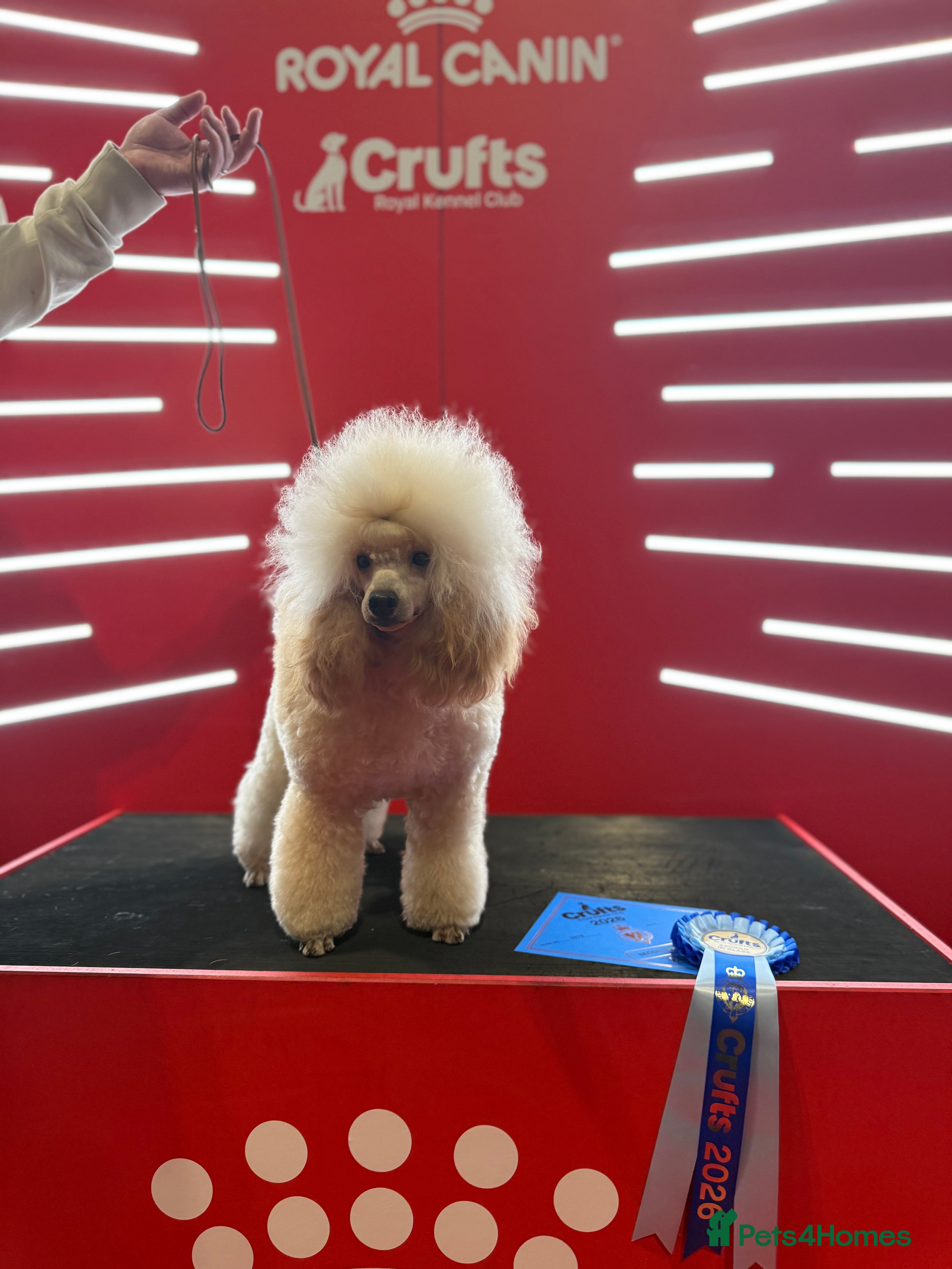 Toy Poodle dogs Health Tested & Crufts qualified Toy Poodle  - Advert 4