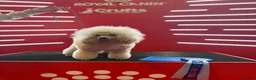 Toy Poodle dogs for stud: Health Tested & Crufts qualified Toy Poodle  - Advert 1