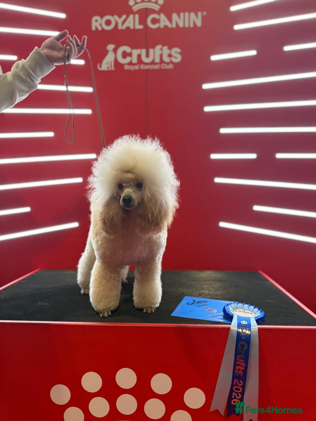 Toy Poodle dogs for stud: Health Tested & Crufts qualified Toy Poodle  - Advert 1