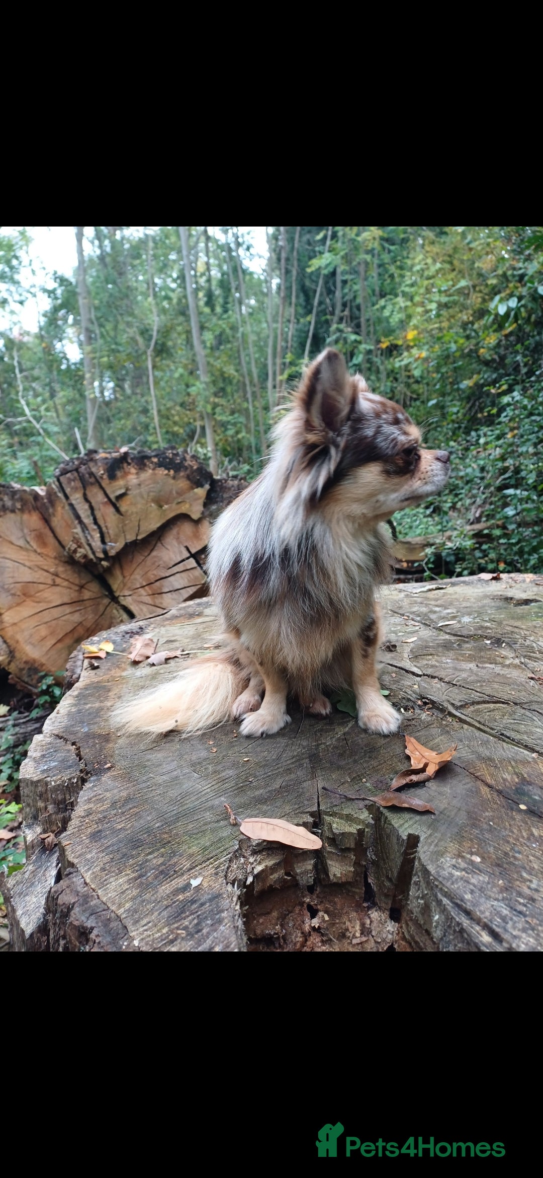 Chihuahua dogs for stud: MARLEY has arrived for stud🏆 k.c merle boy - Image 19