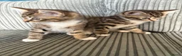 Mixed Breed cats for sale: Tabby brothers-lovely pair - Advert 3
