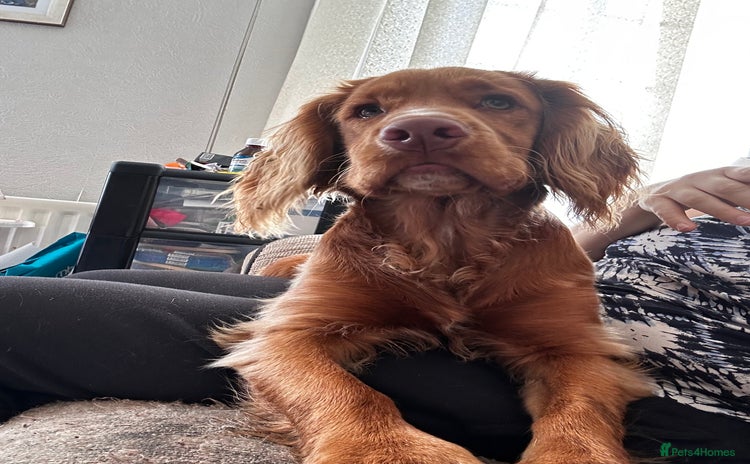 Cocker Spaniel dogs - Advert 16