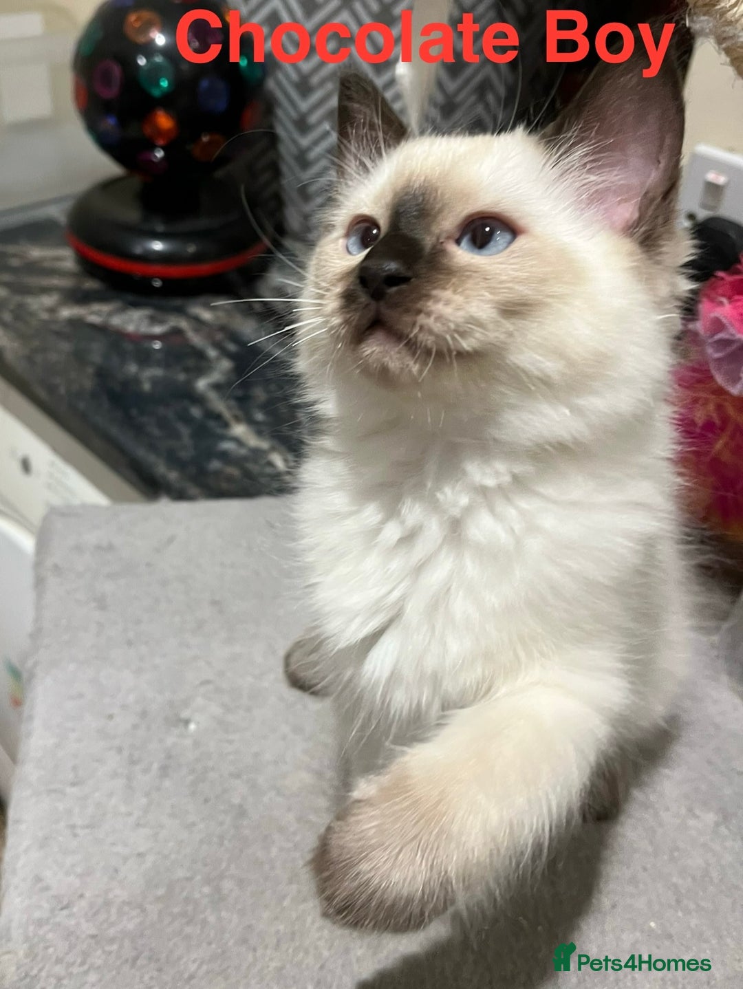 Ragdoll cats for sale: ❗️Charming Pure Ragdoll Kittens waiting love ❤️❗️ - Advert 37
