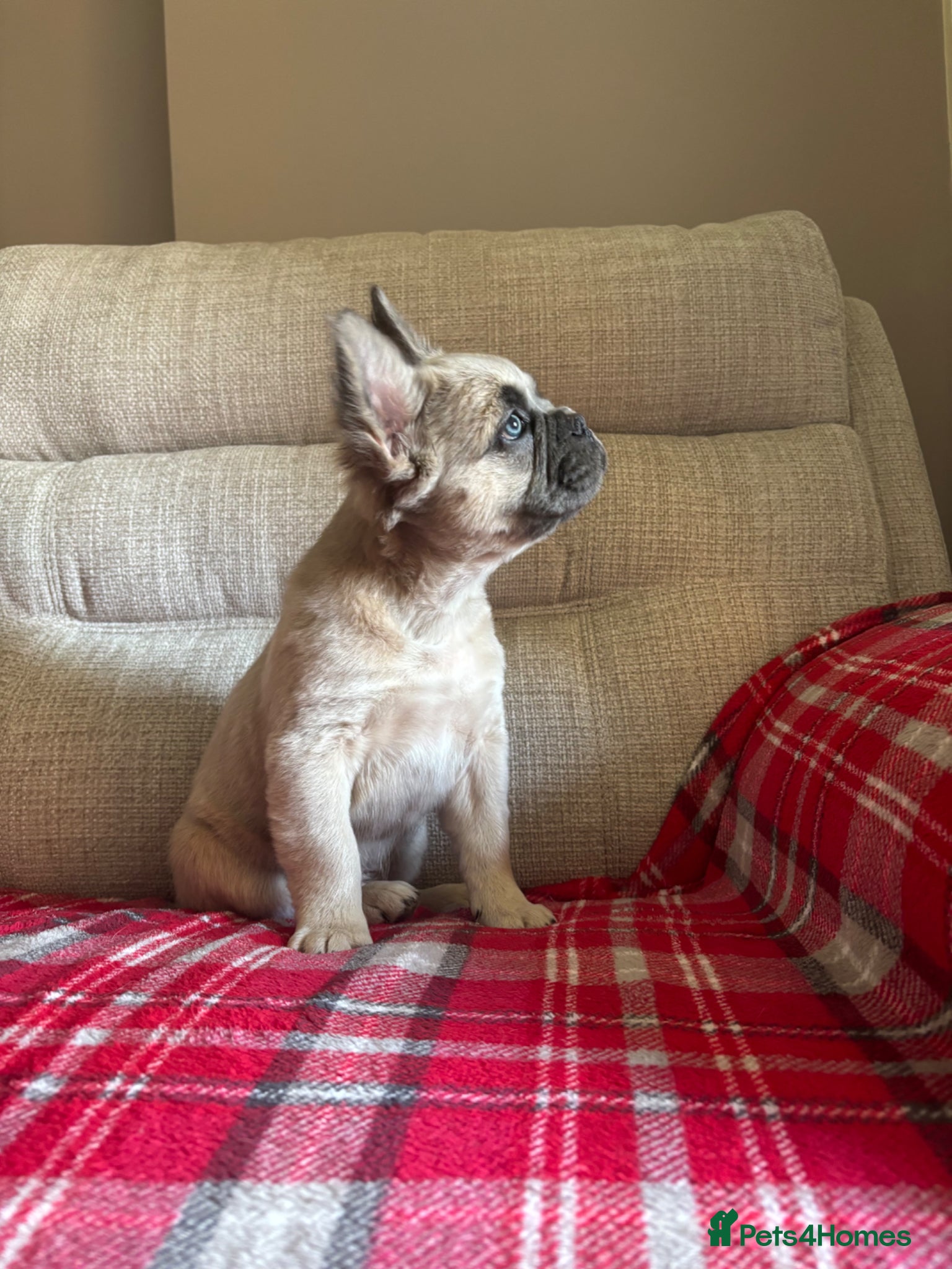 French Bulldog dogs LAST PUPPY- Rare fluffy french bulldogs - Advert 3
