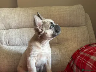 French Bulldog dogs LAST PUPPY- Rare fluffy french bulldogs - Advert 3