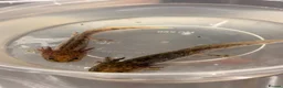 Axolotl reptiles for sale: Baby Axolotol’s  - Advert 4
