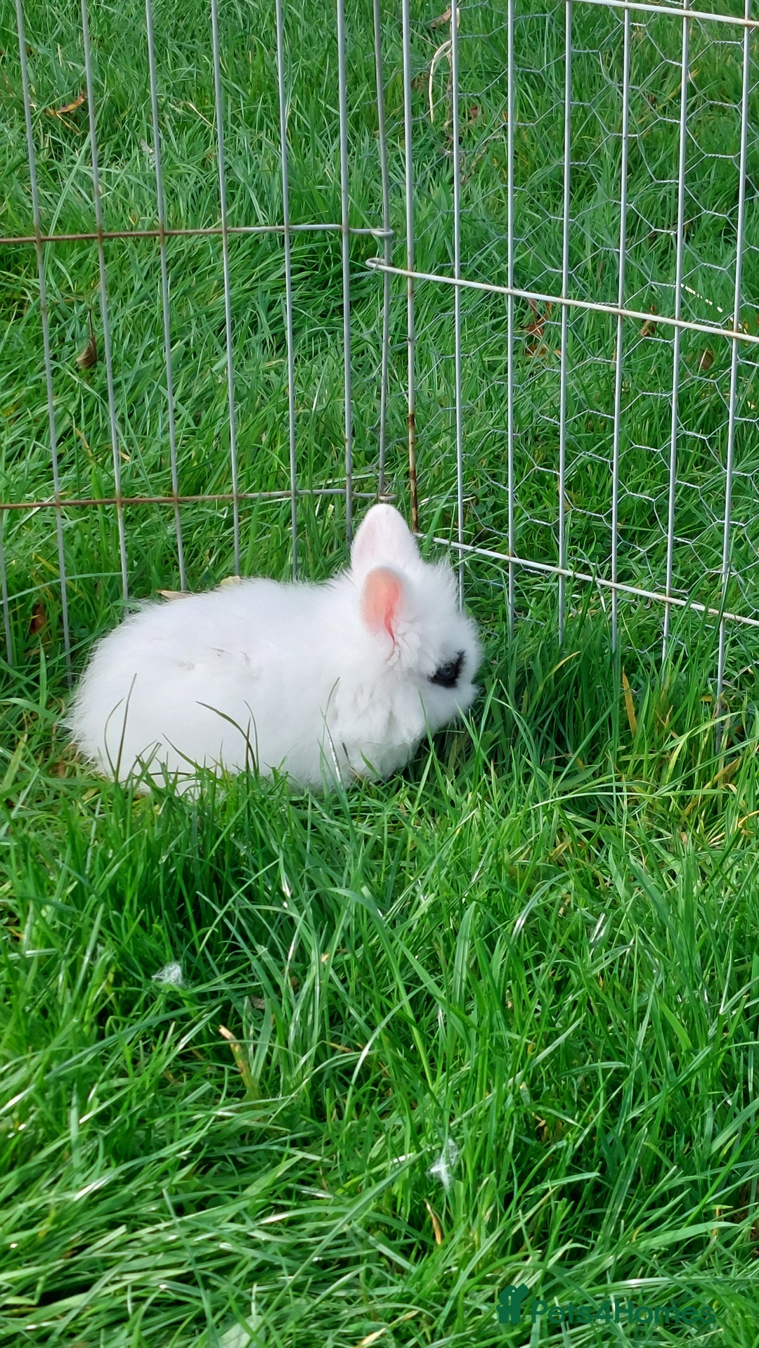 Lionhead rabbits for sale: Lionhead fluffy bunnies  - Image 7