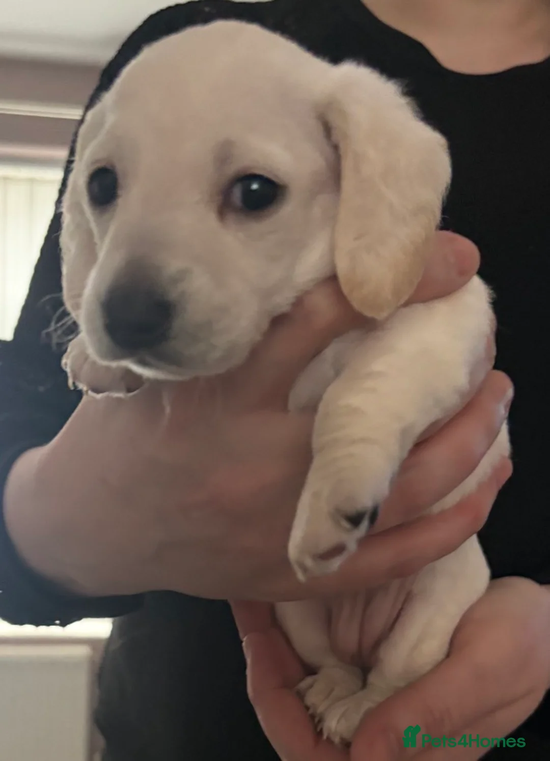 Dachshund dogs for sale: Beautiful litter of Dachshund puppies - Advert 15