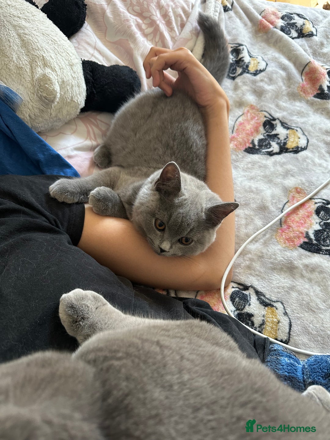 British Shorthair cats for sale: My 3 cute girls are ready to find new family💗  - Image 12