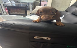 Miniature Dachshund dogs for sale: Beautiful Miniature Dachshunds  - Image 5