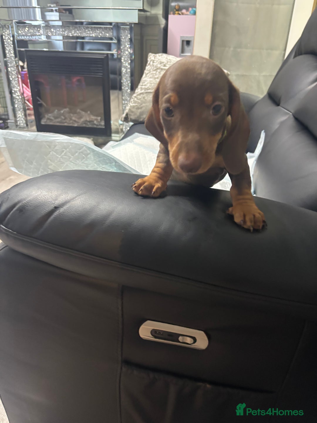 Miniature Dachshund dogs for sale: Beautiful Miniature Dachshunds  - Image 5