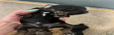 Cocker Spaniel 2
