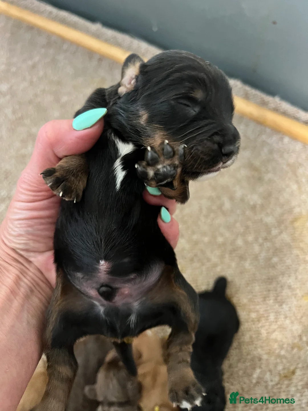 Cocker Spaniel dogs for sale: KC COCKER PUPS BLACK WHITE CHOCOLATE TAN TRI RED - Advert 2