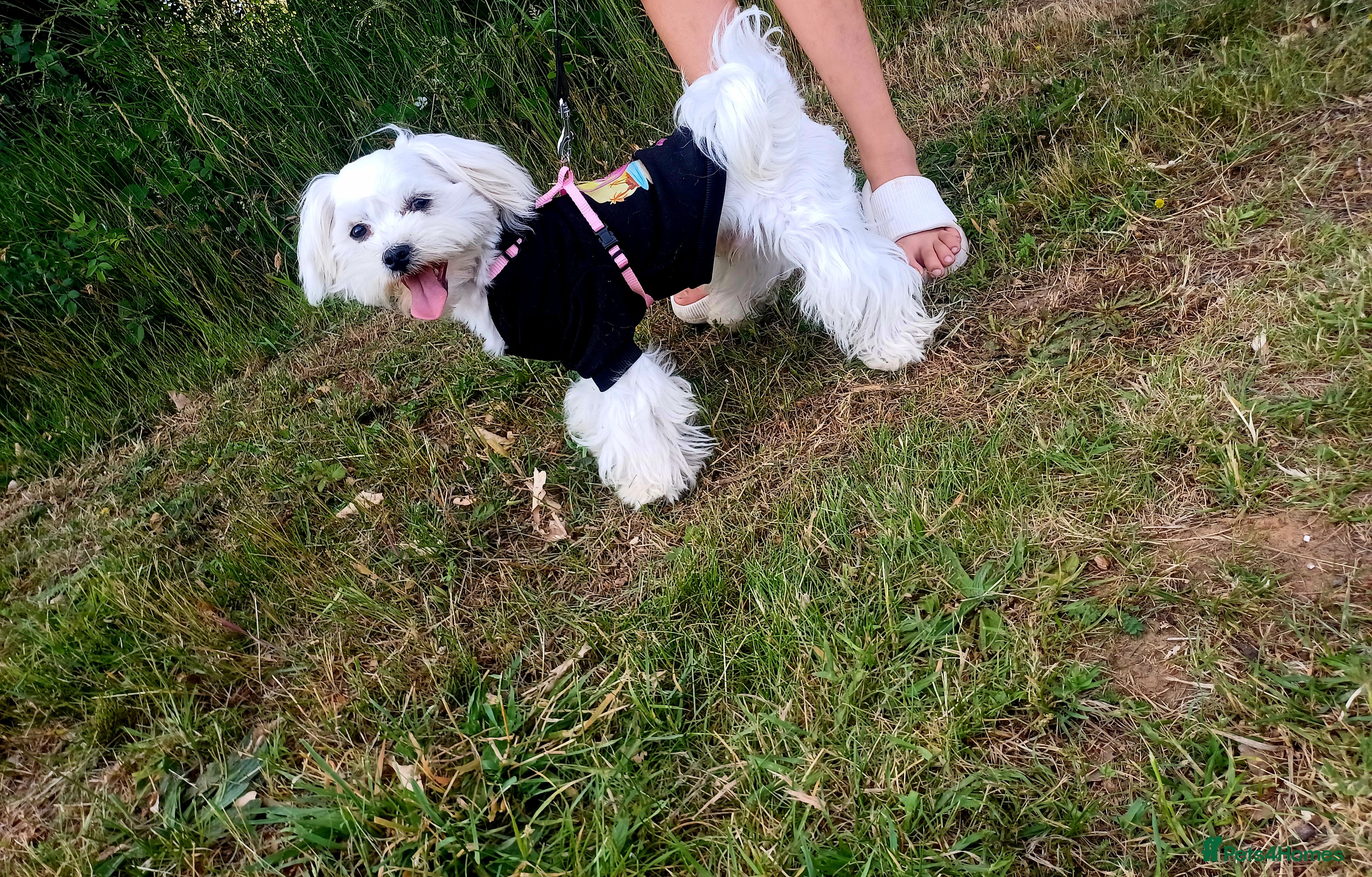 Maltese dogs New Adroble boy only for stud whit baby face :) - Advert 21