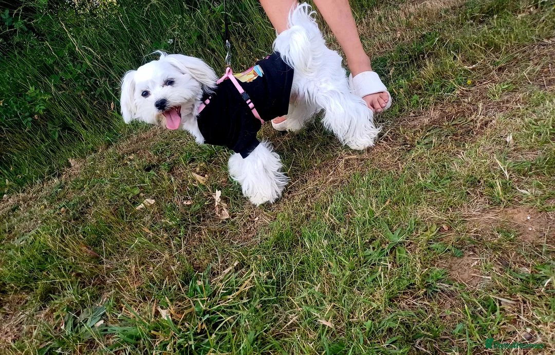 Maltese dogs for stud: New Adroble boy only for stud whit baby face :) - Advert 3