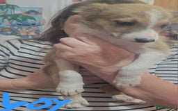 Mixed Breed dogs for sale: Lovely rough collie and border collie pups  - Image 6