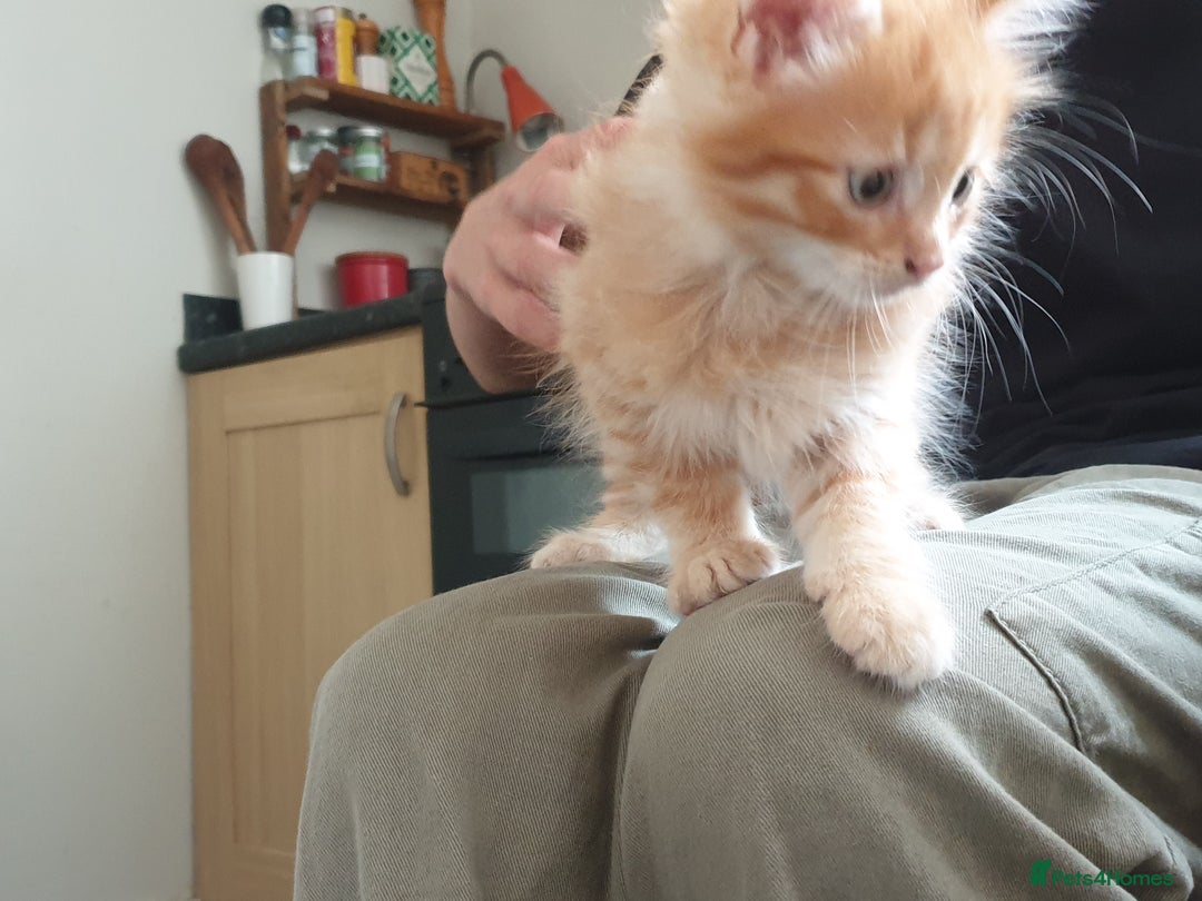 Mixed Breed cats for sale: Adorable kitten for sale - Image 5