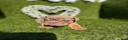 English Bulldog dogs for sale: Gorgeous KC English Bulldog Puppies - Advert 23
