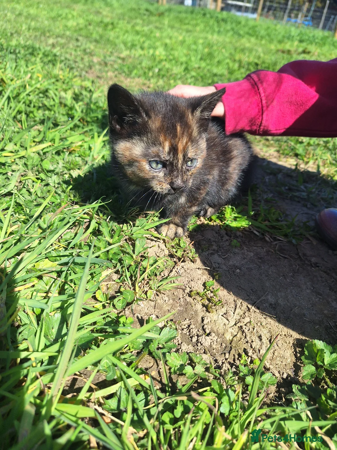 Mixed Breed cats for sale: 2x kittens for sale in Petersfield - Advert 2