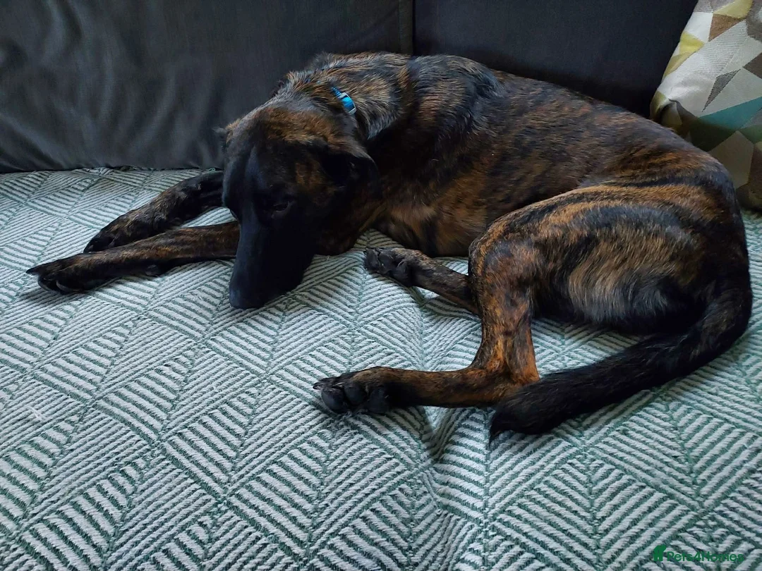 Mixed Breed dogs for adoption: Hux needs a forever home  - Advert 1