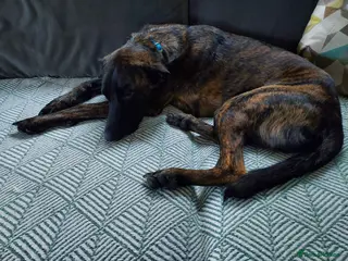 Mixed Breed dogs Hux needs a forever home - Advert 1