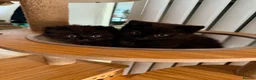 British Shorthair cats for sale: BRITISH SHORTHAIR DOLLS READY NOW! in Uxbridge - Advert 24