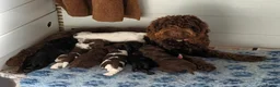 Cockapoo dogs for sale: F1b SPROODLE PUPPIES FROM 5* LICENCED BREEDER - Advert 1