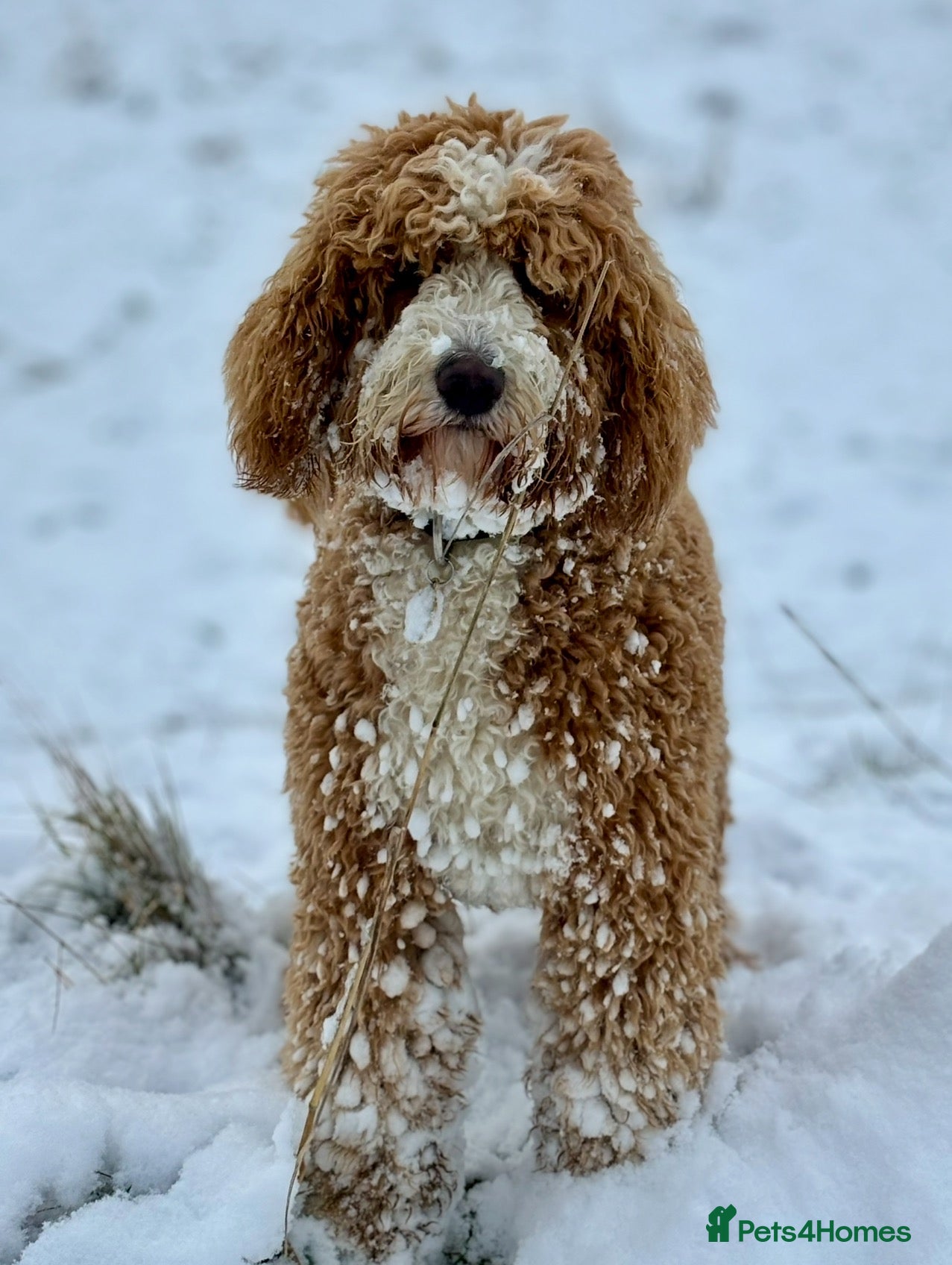 Labradoodle dogs Beautiful Boy - Looking for a 5 ⭐️ Home  - Advert 2