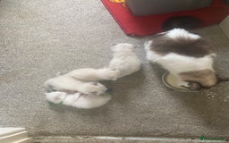 Ragdoll cats for sale: Gorgeous Bicolour Ragdoll kittens - Image 5