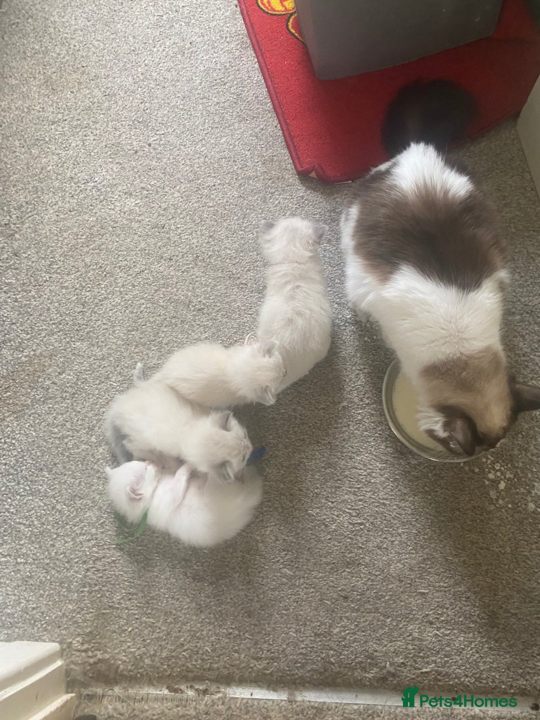 Ragdoll cats for sale: Gorgeous Bicolour Ragdoll kittens - Image 5