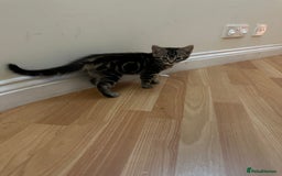 Mixed Breed cats for sale: 4 friendly kittens, ready now. - Image 9