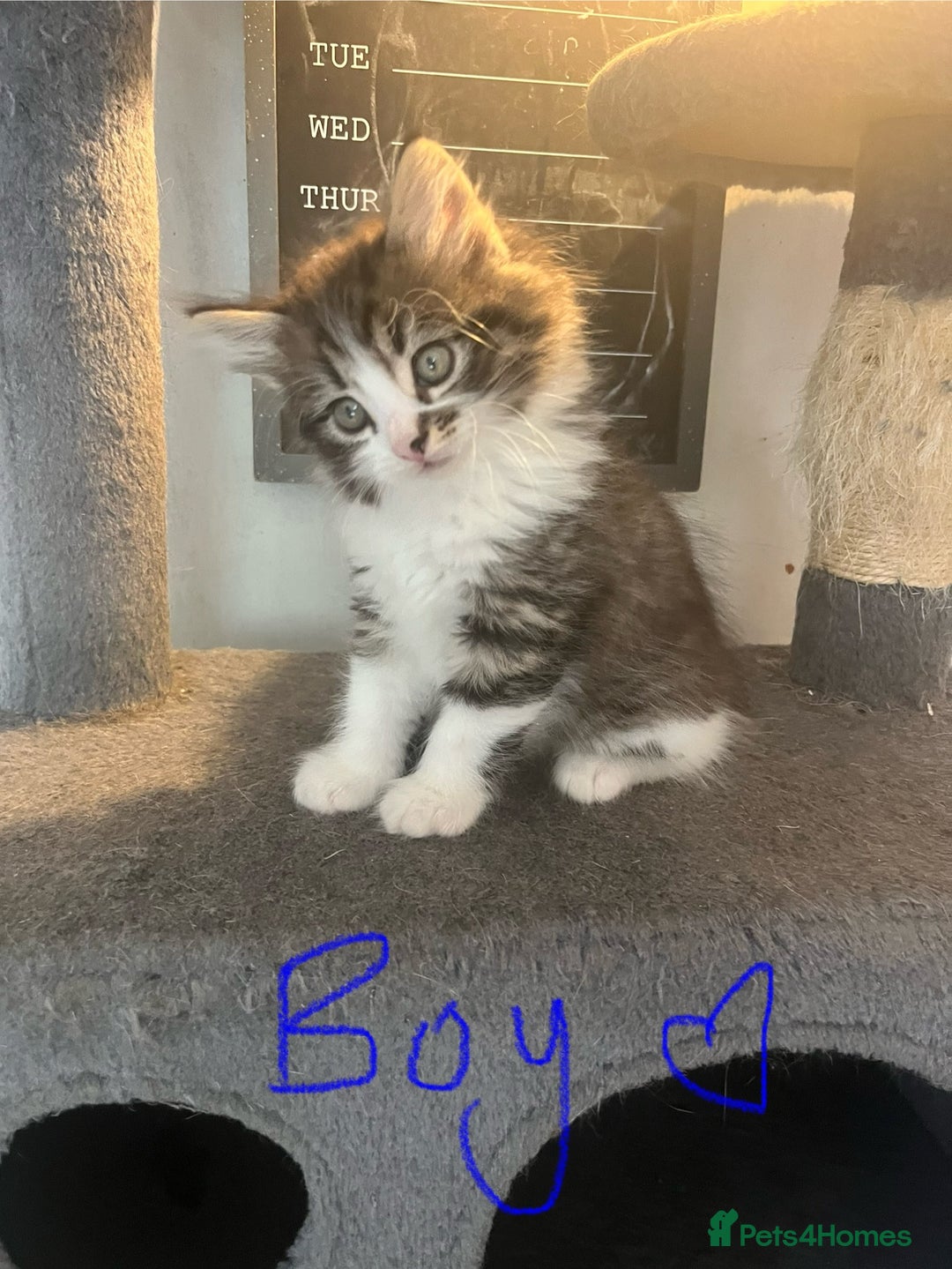 Mixed Breed cats for sale: 6 Stunning kittens ready now! 🤍 🐈 🤍 - Image 5