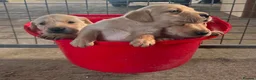 Labrador Retriever dogs for sale: Labrador puppies for sale  in Morpeth - Advert 13