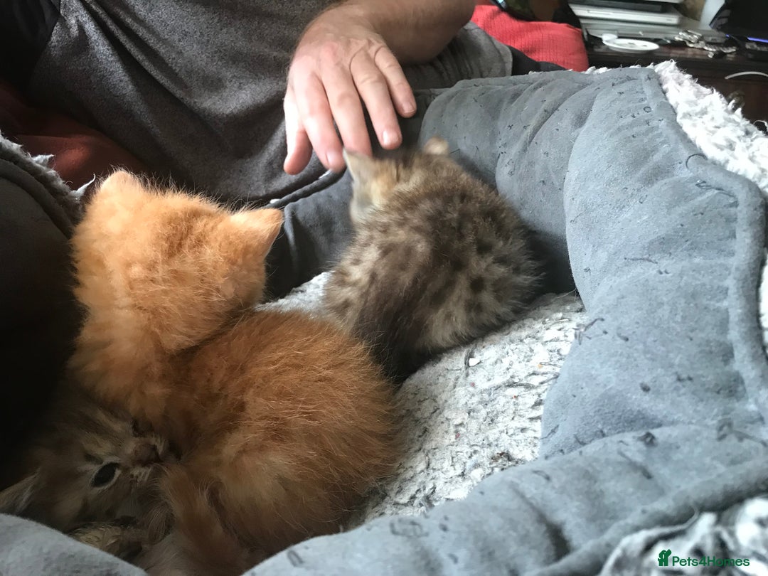 Mixed Breed cats for sale:  Fluffy Ginger Boy & Fluffy Tabby Girl Kitten - Image 12