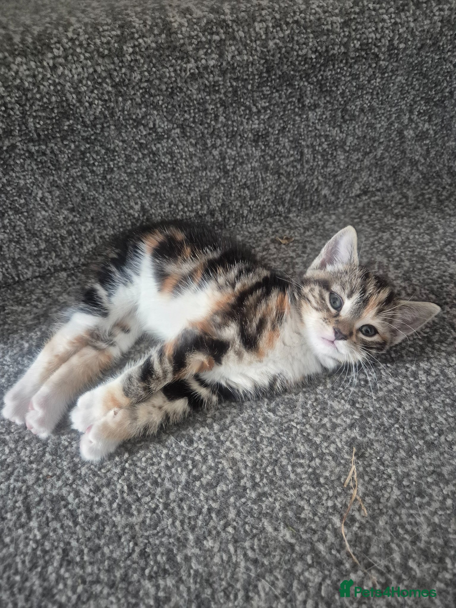 British Shorthair cats for sale: Three adorable kittens  in London - Advert 5