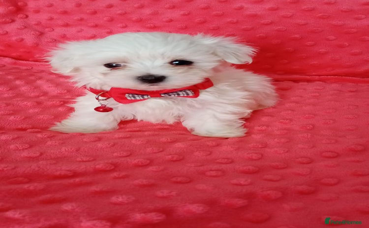 Maltese dogs Maltese puppies.Ready to leave 25.11  - Advert 15