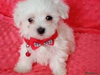 Maltese dogs Maltese puppies.Ready to leave 25.11 - Advert 7