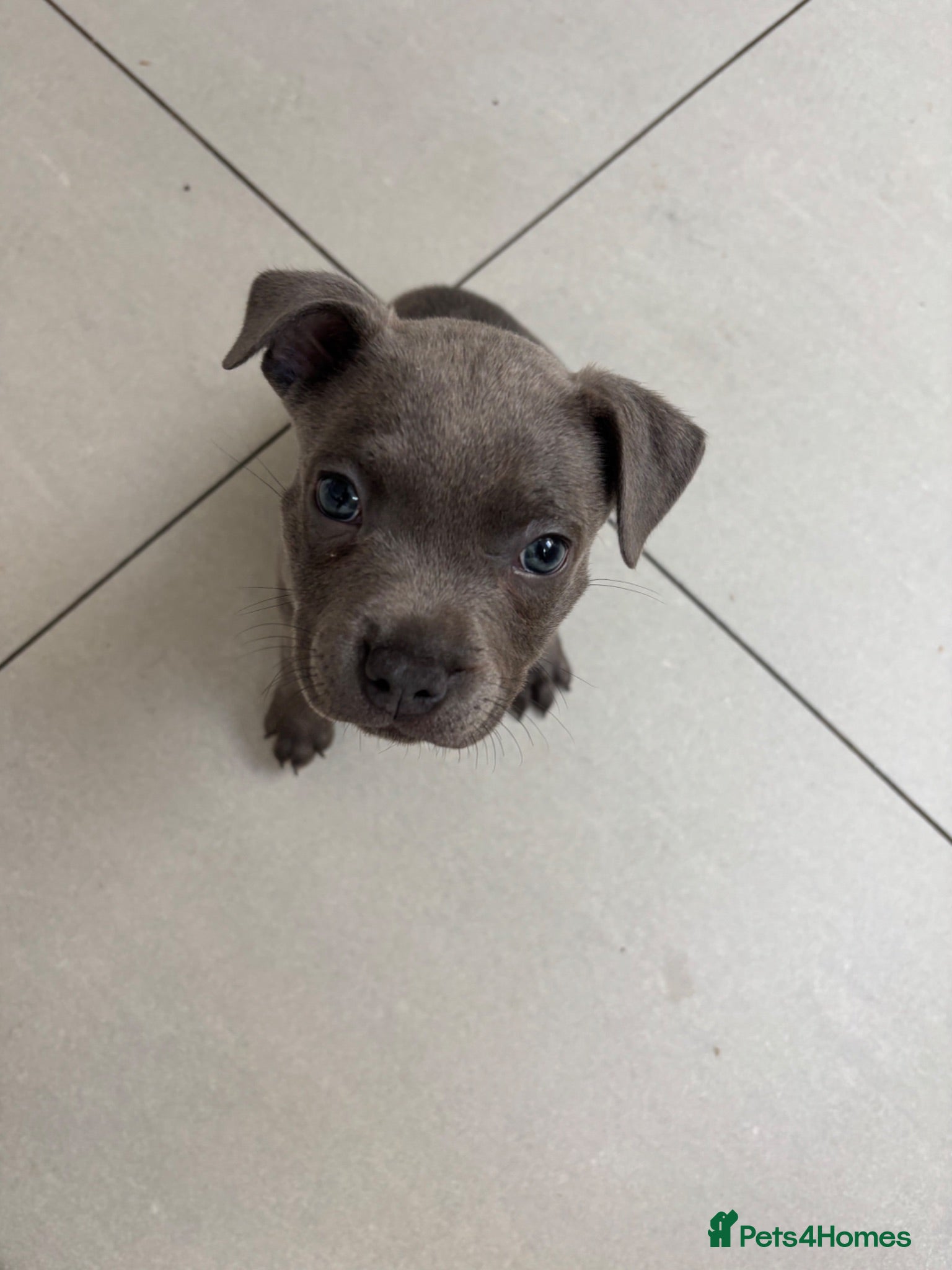 Staffordshire Bull Terrier dogs 3 Left *Avail 15th July* - Blue Staff Puppies  - Advert 1