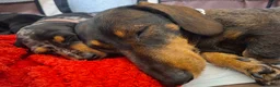 Dachshund dogs for sale: Black and Grey dapple dacshund  in Durham - Advert 2