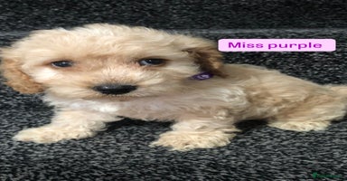 Cockapoo dogs - Advert 1